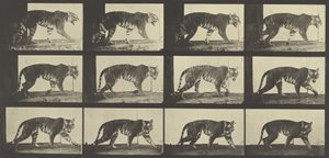 Tiger im Gehen, Platte 729 aus Animal Locomotion, 1887 von Eadweard Muybridge