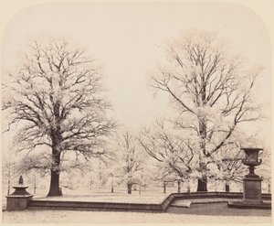 Raureif, eine Parkszene