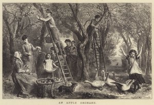 Ein Apfelgarten (Gravur)