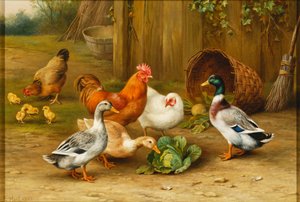 Enten und Hühner in einem Hof