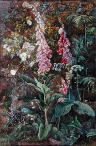 Digitalis Purpura und Rosa Rugosa