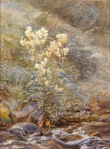 Mädesüß neben einem Bach, Invernesshire, ca. 1883 von Edith Martineau