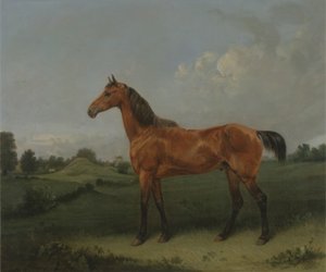 Ein braunes Pferd auf einer Wiese