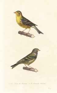 Atlantik-Kanarienvogel und Europäischer Girlitz von Edouard (after) Travies