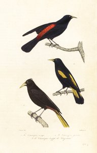 Kassikenarten und Haubenstirnvogel von Edouard (after) Travies