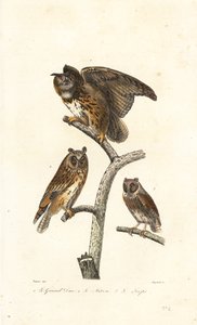 Uhu, Waldohreule und Zwergohreule von Edouard (after) Travies