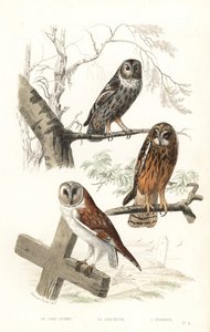 Eurasische Waldohreule, Habichtseule und Kurzohreule von Edouard (after) Travies