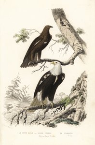 Großer Fleckadler und Weißkopfseeadler von Edouard (after) Travies
