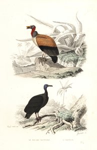 Königsgeier und Truthahngeier von Edouard (after) Travies