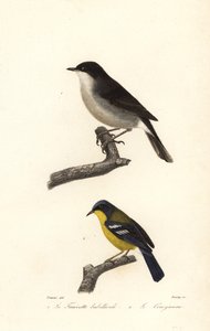 Klappergrasmücke und Gelbkehl-Waldsänger