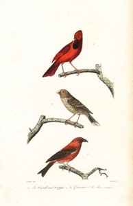 Nördlicher Kardinal, Brasilianischer Grosbeak und Kreuzschnabel von Edouard (after) Travies