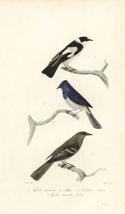 Trauerschnäpper, Blau- und Weißschnäpper und Neuseelandfächerschwanz
