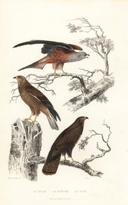 Rotmilan, Wespenbussard und Mäusebussard