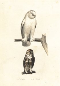 Schneeeule und Sperbereule von Edouard (after) Travies