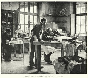 Labor für vergleichende Anatomie (Stich) von Edouard Gelhay