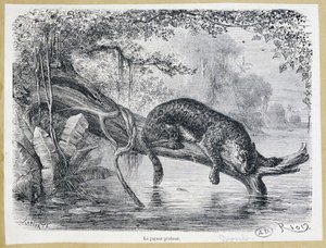 Jaguar beobachtet seine Beute auf einem Baumstamm über dem Wasser - Gravur 19. Jahrhundert von Edouard Riou