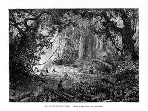 Regenwald in Britisch-Honduras, 19. Jahrhundert