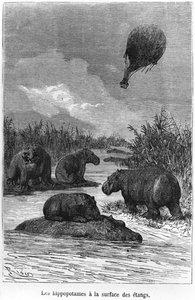 Das Nilpferd, Illustration aus 