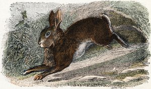 Wildkaninchen - „Alphabet illustriert Tiere“ 19. Jahrhundert