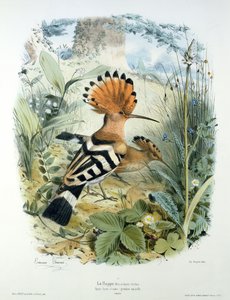 Wiedehopf (Upupa Epops)