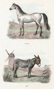 Pferd und Esel - „Alphabet illustriert Tiere“ 19. Jahrhundert