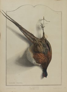 Die Jagd: Der Gemeine Fasan von Edouard Travies