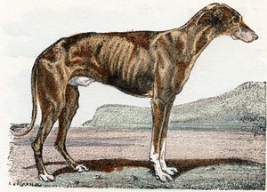 Windhund - 