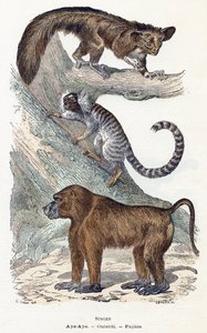 Affen - „Alphabet illustriert Tiere“ 19. Jahrhundert