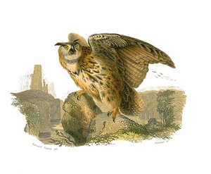 Zoologische Tafel, die tagaktive Greifvögel darstellt. Der Uhu von Edouard Travies