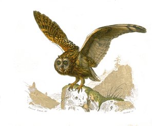 Naturgeschichtstafel: Zoologische Tafel, die tagaktive Greifvögel darstellt. Die Eule. Tafel aus den neun Bänden über Vögel in „Gesammelte Werke von Buffon“ geschrieben von dem Naturforscher Georges Louis Leclerc, Graf von Buffon (1707-1788) zwischen 1749 
