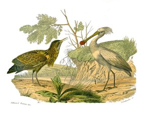 Naturgeschichtstafel: Zoologische Tafel, die Wasservögel und cultriroströse Watvögel (mit großen, langen und starken Schnäbeln) darstellt: der Rohrdommel und der Löffler. Tafel aus den neun Bänden über Vögel in „Gesammelte Werke von Buffon“ geschrieben vo von Edouard Travies