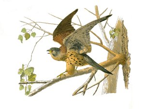 Naturgeschichtstafel: Zoologische Tafel, die nachtaktive Greifvögel darstellt. Die Krehe. Tafel aus den neun Bänden über Vögel in „Werke komplett von Buffon“ geschrieben von Naturforscher Georges Louis Leclerc, Graf von Buffon (1707-1788) zwischen 1749 und von Edouard Travies