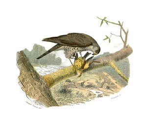 Naturgeschichtstafel: Zoologische Tafel, die nachtaktive Raubvögel darstellt. Der Falke. Tafel aus den neun Bänden über Vögel in „Gesammelte Werke von Buffon“ geschrieben von dem Naturforscher Georges Louis Leclerc, Graf von Buffon (1707-1788) zwischen 17 von Edouard Travies