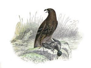 Naturgeschichtstafel: Zoologische Tafel, die nachtaktive Greifvögel darstellt. Der kleine Adler. Tafel aus den neun Bänden über Vögel in „Gesammelte Werke von Buffon“ von Naturforscher Georges Louis Leclerc, Graf von Buffon (1707-1788) zwischen 1749 und 17 von Edouard Travies