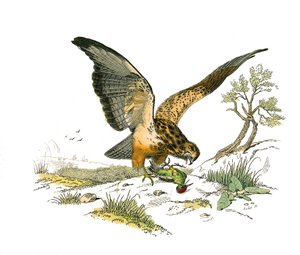 Zoologische Tafel: Nachtgreifvögel. Die Düse. Tafel aus den neun Bänden über Vögel in „Gesammelte Werke von Buffon“ von Georges Louis Leclerc, Graf von Buffon (1707-1788) von Edouard Travies