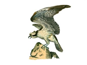 Naturgeschichtstafel: Zoologische Tafel, die nachtaktive Greifvögel darstellt. Der Fischadler. Tafel aus den neun Bänden über Vögel in „Gesammelte Werke von Buffon“ von Naturforscher Georges Louis Leclerc, Graf von Buffon