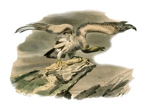 Naturgeschichte Tafel: Zoologische Tafel, die nachtaktive Greifvögel darstellt. Der Schmutzgeier. Tafel aus den neun Bänden über Vögel in „Gesammelte Werke von Buffon“ von Georges Louis Leclerc, Graf von Buffon (1707-1788)