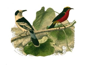 Naturgeschichtstafel: Zoologische Tafel, die nachtaktive Raubvögel darstellt. Der Vanga und der Gonolek. Tafel aus den neun Bänden über Vögel in „Gesammelte Werke von Buffon“ geschrieben von dem Naturforscher Georges Louis Leclerc, Graf von Buffon