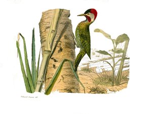 Zoologische Tafel, die Klettervögel darstellt. Gestreifter Specht von Cayenne. Tafel aus den neun Bänden über Vögel in 