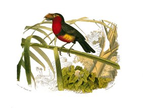 Naturgeschichtstafel: Zoologische Tafel, die Klettervögel darstellt. Der Bartvogel. Tafel aus den neun Bänden über Vögel in „Gesammelte Werke von Buffon“ geschrieben von dem Naturforscher Georges Louis Leclerc, Graf von Buffon (1707-1788) zwischen 1749 und