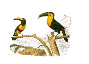 Naturgeschichtstafel: Zoologische Tafel, die Kletterer darstellt. Der Grigri-Aracari und der Gelbkehltukan. Tafel aus den neun Bänden über Vögel in „Werke komplett von Buffon“ geschrieben vom Naturforscher Georges Louis Leclerc, Graf von Buffon