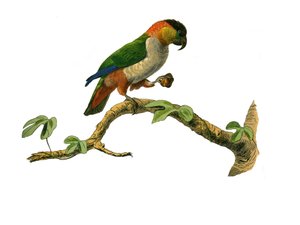 Naturgeschichte Tafel: Zoologische Tafel, die Klettervögel darstellt. Der Maipouri. Platte aus den neun Bänden über Vögel in „Gesammelte Werke von Buffon“ von Georges Louis Leclerc, Graf von Buffon von Edouard Travies