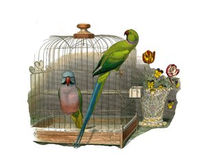 Zoologische Tafel: Klettervögel. Der Schnurrbart-Sittich und der rosa Halsband-Sittich. Tafel aus den neun Bänden über Vögel in „Gesammelte Werke von Buffon“ von Georges Louis Leclerc, Graf von Buffon von Edouard Travies