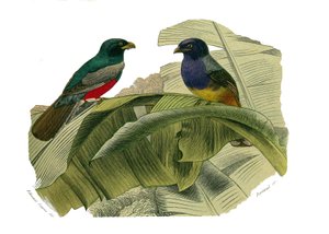 Zoologische Tafel: Klettervögel. Der Rotbauch und der Gelbbauch. Tafel aus den neun Bänden über Vögel in „Gesammelte Werke von Buffon“ von Georges Louis Leclerc, Graf von Buffon (1707-1788) von Edouard Travies
