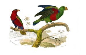 Naturgeschichtstafel: Zoologische Tafel, die Kletterer darstellt. Der dreifarbige Lori und der grüne Papagei. Tafel aus den neun Bänden über Vögel in „Gesammelte Werke von Buffon“ geschrieben von dem Naturforscher Georges Louis Leclerc, Graf von Buffon (1