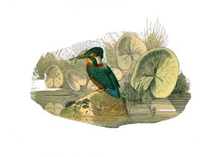 Naturgeschichtstafel: Zoologische Tafel, die syndaktyle Sperlingsvögel darstellt (mit zwei oder mehr zusammengewachsenen Fingern). Der Eisvogel. Tafel aus den neun Bänden über Vögel in „Gesammelte Werke von Buffon“ von Naturforscher Georges Louis Leclerc