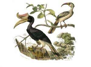 Naturgeschichtstafel: Zoologische Tafel, die Syndaktyle Sperlingsvögel darstellt