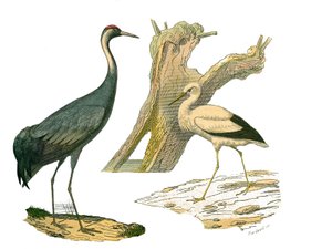 Naturgeschichtstafel: Zoologische Tafel, die Wasservögel und cultriroströse Watvögel (mit großen, langen und starken Schnäbeln) darstellt: Kranich und Storch. Tafel aus den neun Bänden über Vögel in „Gesammelte Werke von Buffon“ geschrieben von dem Naturf von Edouard Travies
