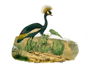 Naturgeschichte Tafel: Zoologische Tafel, die Wasservögel und Cultrirostren darstellt
