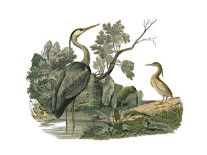 Zoologische Tafel: Wasservögel und Langschnabelvögel. Reiher und Krabbe. Tafel aus den neun Bänden über Vögel in „Gesammelte Werke von Buffon“ von Georges Louis Leclerc, Graf von Buffon